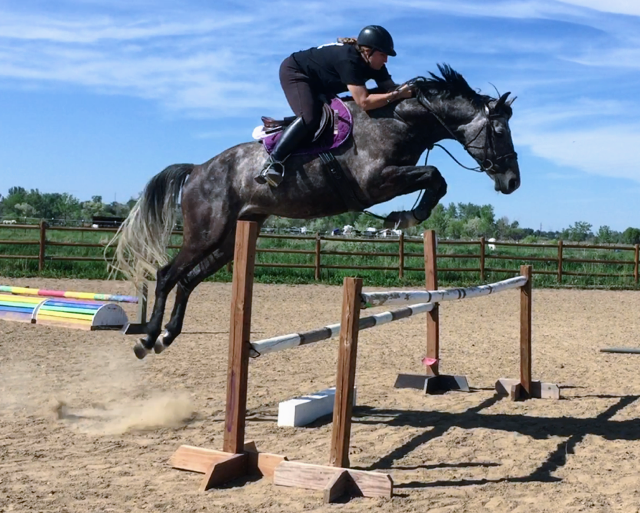 Carrot Show Jump Fillers Horse Jumps